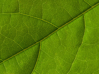 Fototapeta na wymiar Fresh green leaves branch isolated on white background 