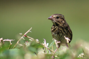 small sparrow sitting in the weeds