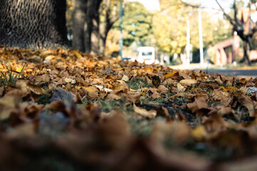 Dry leaves on the sidewalk with a diffuse bus on the street as a background