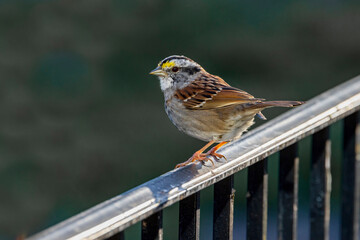 white throated sparrow on rail