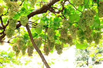 Ripe grapes in fall