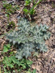 Thorny thistle leaves in the form of rays