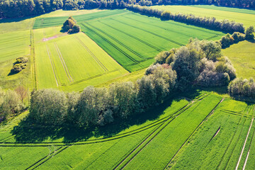 Bird's-eye view of a grain field with a hedge near Frauenstein - Germany in spring