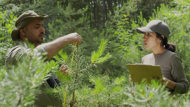Medium shot of two ethnically diverse male and female wardens inspecting young plant nursery in forest, man measuring height of pine saplings, and woman recording result in report form on clipboard