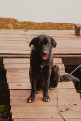 black dog sitting