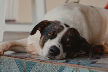 cute dog sleeping on the floor