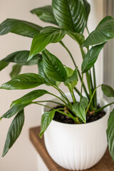 spathiphyllum in a pot on a wooden windowsill, stylish eco-friendly interior
