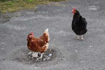Hühner freilaufend