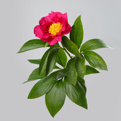 Red peony flower with yellow center isolated on gray background.