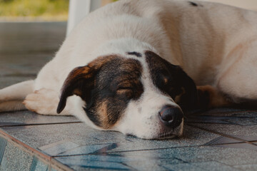 sleeping dog lying on the floor
