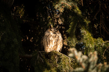 Long-eared owl (Asio otus). This kind of owl like to live near by people in winter time.