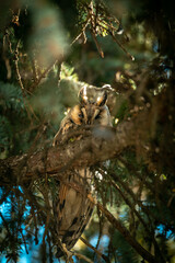 Long-eared owl (Asio otus). This kind of owl like to live near by people in winter time.