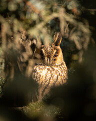 Long-eared owl (Asio otus). This kind of owl like to live near by people in winter time.
