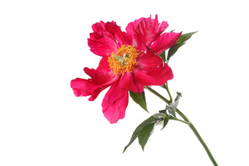 Red peony flower with yellow center isolated on white background.