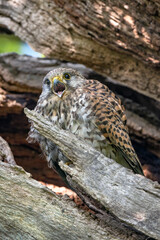 Common kestrel calling from tree nest