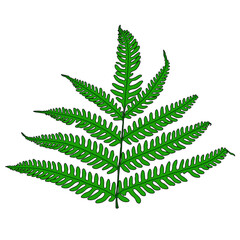 illustration of fiddlehead leaf isolated