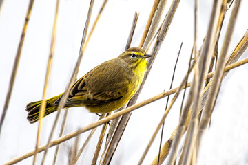 Yellow warbler in dead grass