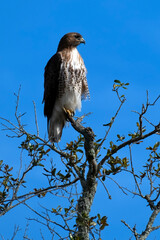 Red-tailed hawk at the top of a tree