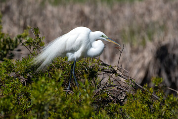 Great egret showing plumage in green foliage