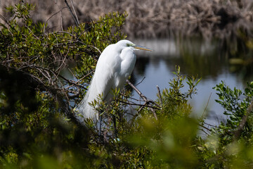 Great egret guarding blue egg in nest
