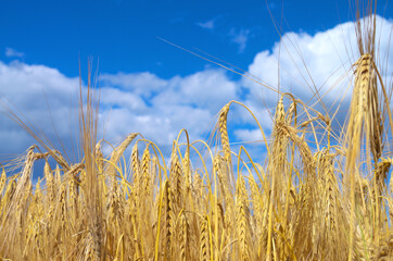 wheat beans in blue sky - 601111492