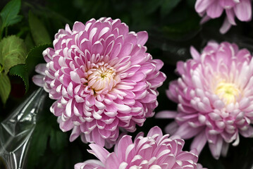 Purple flower, a close-up of a purple chrysanthemum petal or a pink flower image used for web design and floral background