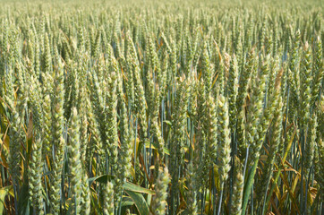 field of wheat - 601111657