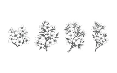 Modern minimalist hand drawn line ink style.Sketch drawing of sakura flowers and leaves.Illustration of cherry blossoms on white background.