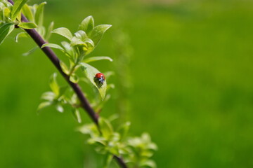Ladybug on green willow leaf