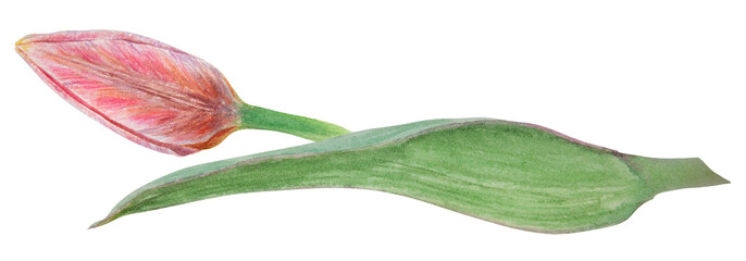 Watercolor realistic botanical illustration of pink tulip isolated on white background for your design, wedding print products, paper, invitations, cards, fabric, posters