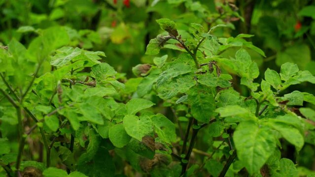 Tomato plant with blight