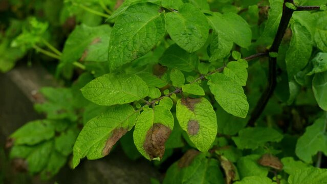 Tomato with blight
