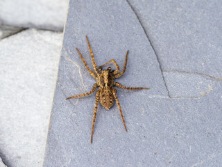 Wold Spider Waiting for Prey