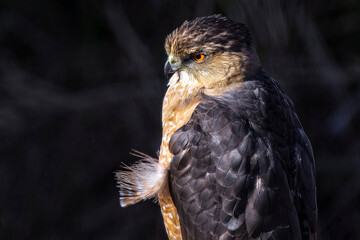 Cooper's hawk face closeup with feather loose