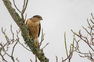 Cooper's hawk up in the tree branches