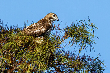 Red Tailed Hawk in green tree