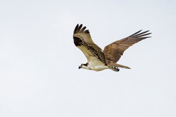 Osprey flying in the sky