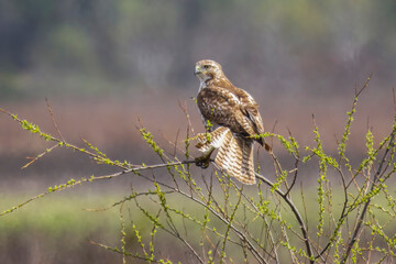 Red Tailed Hawk on a green bush