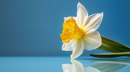 Yellow white daffodil, narcissus, jonquil flower close up on bright blue background with copy space for text. Generative AI