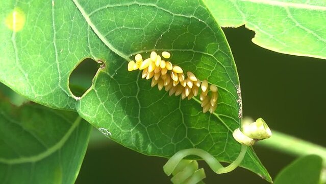 Group of butterfly eggs on a leaf