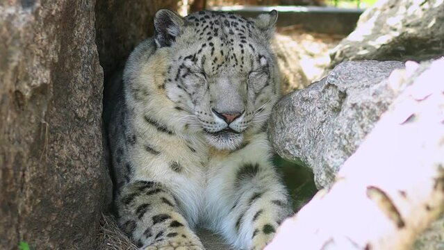 Portrait of a snow leopard lying in a lair of stones in a zoo enclosure.