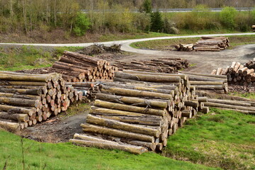 Pile of logs in a rural place