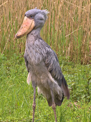 A shoebill (Balaeniceps rex, whale bill, whale-headed stork, shoebill stork) standing in the grass with reeds in the background. May 2023, Walsrode Germany.