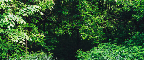 Scenic natural green background of lush thickets in sunlight. Beautiful bushes with colorful leaves close-up. Vivid backdrop of rich greenery in sunny day with copy space. Trail in forest. Way in park
