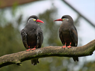Two Inca terns (Larosterna inca) on a dead branch looking at each other. May 2023, Walsrode Germany.