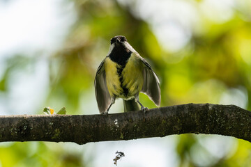 Kohlmeise mit gespreizten Flügeln