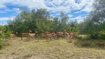 Impala in the forest