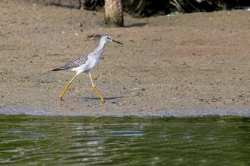 Lesser Yellowlegs walking along the shore