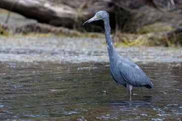 Little Blue heron walking in water