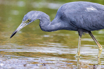 Little Blue Heron wading in water